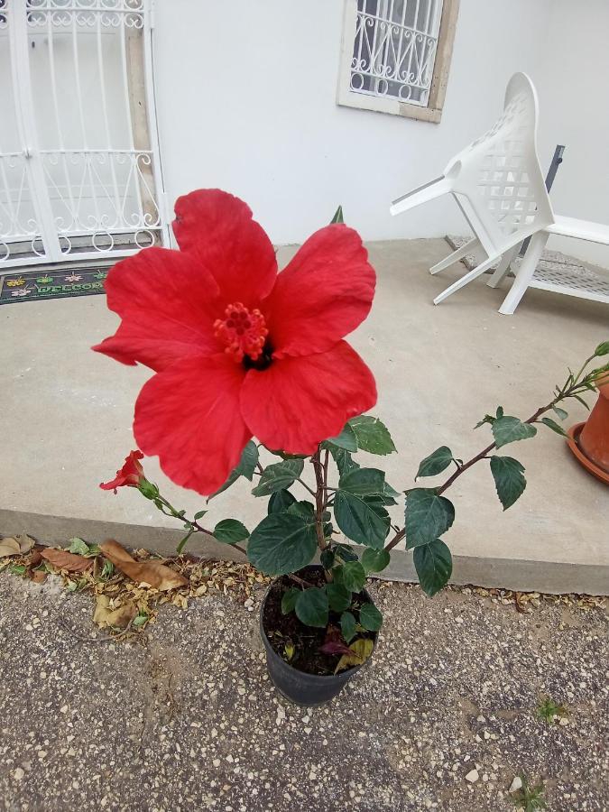 Hibiscus Siracusa Syracuse Bagian luar foto